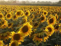 The Mystery Of Why Sunflowers Turn To Follow The Sun Solved How To Make Sunflower Sunflower Fields Sunflower