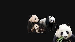 Wallpaper bart simpsons gambar kartun lucu dan. Panda Makan Panda Hitam Putih Makan Wallpaper Hd Wallpaperbetter