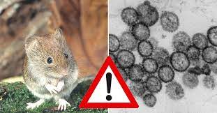 .hantavirus is, symptoms of hantavirus, diagnosis of hantavirus, and of causes prevention and treatment of these deadly diseases but before that, let us take a view of what hantavirus is all about. Hantavirus Verbreitung Und Symptome