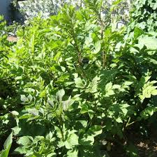Introduced in 1966, and bred to resist potato cyst nematodes.white skinned, white fleshed. Growing Potatoes In Home Gardens Umn Extension