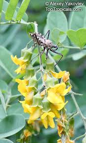 Image result for Calpurnia aurea