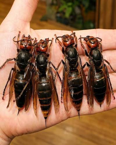 NFL - DEADLY DANGER! The most dangerous insect in the world has appeared.  Check the comments👇👇 | Facebook