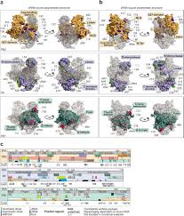 Ubiquitin protein may be an approach for future medicines