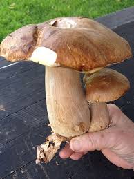 Herbalife Nutrition Tip Consider A Whole Grilled Portobello Mushroom Instead Of A Greasy Burger Save A Few Hundre Mantar Saglikli Yasam Tarzi Saglikli Yasam