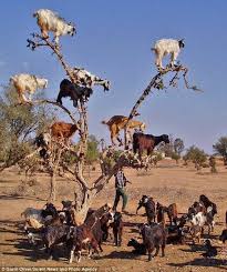 Todra Gorge Morocco Google Search Funny Animal Pictures Animals Funny Animals