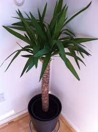 Maybe you would like to learn more about one of these? Yucca Elephantipes Spineless Yucca Stick Yucca Guide Our House Plants