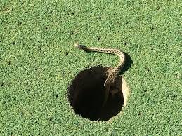 Snake In The Hole On A Golf Course By Adam Stottlemyer Golf Course Animals Rutgers Professional Golf Turf Managem Professional Education Golf Courses Rutgers
