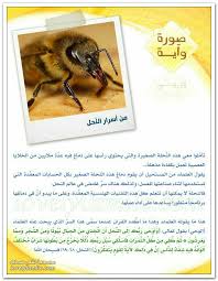 pin by sos q8 on اسلامي jori