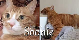 In her spare time, she enjoys the outdoors with her family and horseback riding. Still Here In Red Quick Comparison Of Lee Know S Cats Since There S
