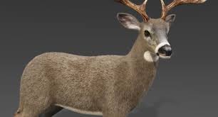 White Tailed Deer Fur Rigged 3d Model By V3d Vendor Whitetail Deer 3d Model Deer