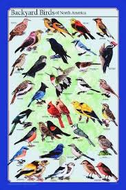 Common Garden Birds Of South Africa Wild Birds Of North America Most Widely Distributed Birds Of North America The Ones You Are Most South African Birds Bird Poster Beautiful Birds