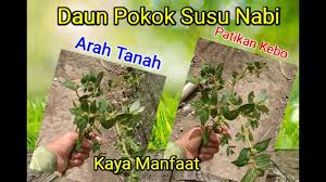 Ia merupakan spesies tumbuhan daripada keluarga euphorblaceae. Manfaat Daun Pokok Susu Nabi Untuk Mengatasi Diare I 2020 Youtube