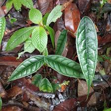 Image result for Connaraceae