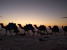 Camel park was the first camel centre in tenerife. Team Cameltoes Posts Facebook