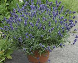 Maybe you would like to learn more about one of these? Crop Culture Report Lavender Sweet Romance Greenhouse Product News