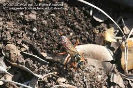 We did not find results for: Beneficial Insects In The Landscape 54 Digger Wasp
