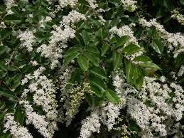 Image result for Ligustrum sinense