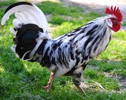 Black And White Speckled Chicken Name The Amazing Orust Chicken From Sweden Why Has This Bird Not Taken Over The Backyard Coops Of The World One Of The C Fancy Chickens Chickens Backyard Chickens