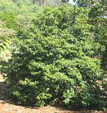Image result for Psydrax fragrantissima