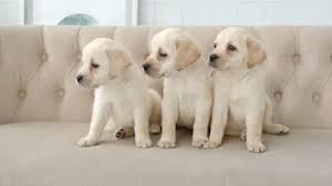 Labrador puppies tend to register highly on most people's lists. Labrador Stock Footage Royalty Free Stock Videos Page 8