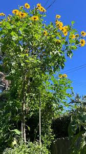 Image result for Tithonia diversifolia