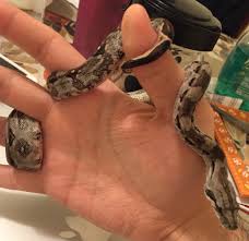 Boa constrictor imperator costa rica vs mus musculus (boa dusiciel vs. Cay Caulker Boa