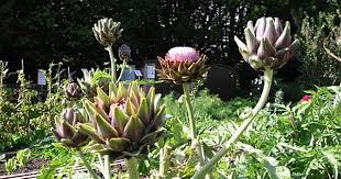 Gemuse Sind Auch Schon Uber Die Trennung Von Zier Und Nutzpflanzen Wann Es Sinn Macht Und Wann Nicht Http Gartensaison Garten Ziergarten Pflanzen Garten