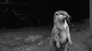 Does This Please The Imgur Otter Gif Otters Gif