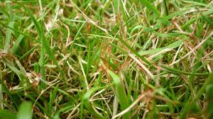 Yellow spots can be remedied if the root cause is identified. How To Identify And Treat Red Thread On Your Lawn