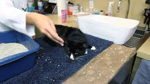 Other signs that cats are itchy include the skin. What Does It Mean If A Cat Is Pulling Out Fur Meowing Cat Care Behavior Youtube