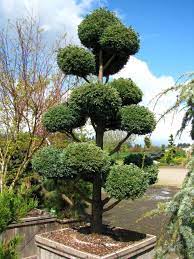 We did not find results for: Boulevard Pom Pom Garden Design Evergreen Garden Potted Trees
