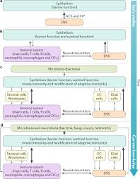 Maybe you would like to learn more about one of these? Neuroimmunophysiology Of The Gut Advances And Emerging Concepts Focusing On The Epithelium Nature Reviews Gastroenterology Hepatology