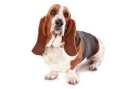Our love for the basset hound is the driving force behind the. Basset Hound Puppies For Sale In Texas Adoptapet Com