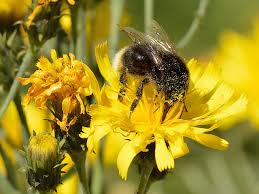 Image result for Crepis urundica