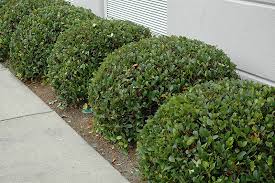 Oklahoma is home to a diverse array of plants. Calisto Indian Hawthorn Rhaphiolepis Indica Sodark In Oklahoma City Edmond Norman Moore Oklahoma Ok At Tlc Garden Centers