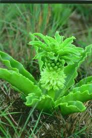 Image result for Eucomis autumnalis