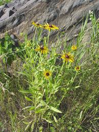 Image result for Rudbeckia hirta
