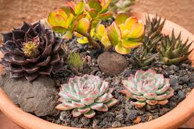 Planting succulent leaves and cuttings propagating succulents in water is possible, but it goes against the growing conditions these plants naturally prefer. How To Grow Succulents How To Garden Advice