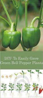 Diy How To Easily Grow Green Bell Pepper Plants Diy Grow Green Bell Pepper Pepper Plants Bell Pepper Plant Stuffed Bell Peppers