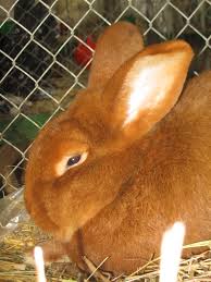 Aug 27, 2020 · standard californian rabbit only one distinctive color: New Zealand Rabbit Wikipedia