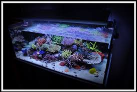 Rimless Aquarium Club Page 19 Reef Central Online Community Aquarium Aquascape Aquarium Saltwater Aquarium