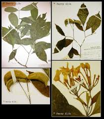 Image result for Tabernaemontana inconspicua