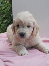 Click on states or provinces to find the group of recommended breeders. Our Mini Goldendoodles Dream About Farm Updated 4 10 21 10 23 Am Est