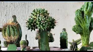 Cactus propagation can be done by growing from cutting or by grafting. Grafting Cactus Of Different Varieties Using Dragon Fruit Youtube