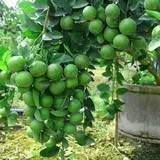 Pin On Tropical Fruit Flowers Spices