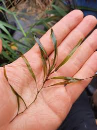 Image result for Potamogeton