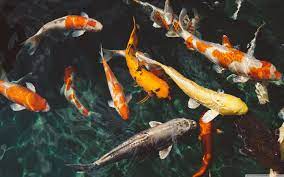 We provide koi fish wallpapers apk 1.6.9 file for android 4.0 and up or blackberry (bb10 os) or kindle fire and many it's easy to download and install to your mobile phone (android phone or blackberry phone). Koi Fish Wallpapers Top Free Koi Fish Backgrounds Wallpaperaccess