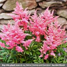 17 Perennials That Will Thrive In Shady Gardens Best Perennials For Shade Flowers Perennials Shade Perennials