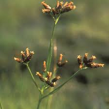 Image result for Rhynchosia nyasica