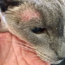 And it does not satisfy the aafco. Treatment Options For Feline Hyperthyroidism Walkerville Vet